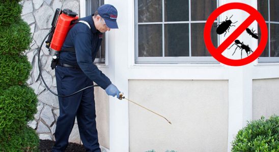 Orta Kemirgen İlaçlama böcek ilaçlama ve haşere kontrolü — ilaclama-tr.com